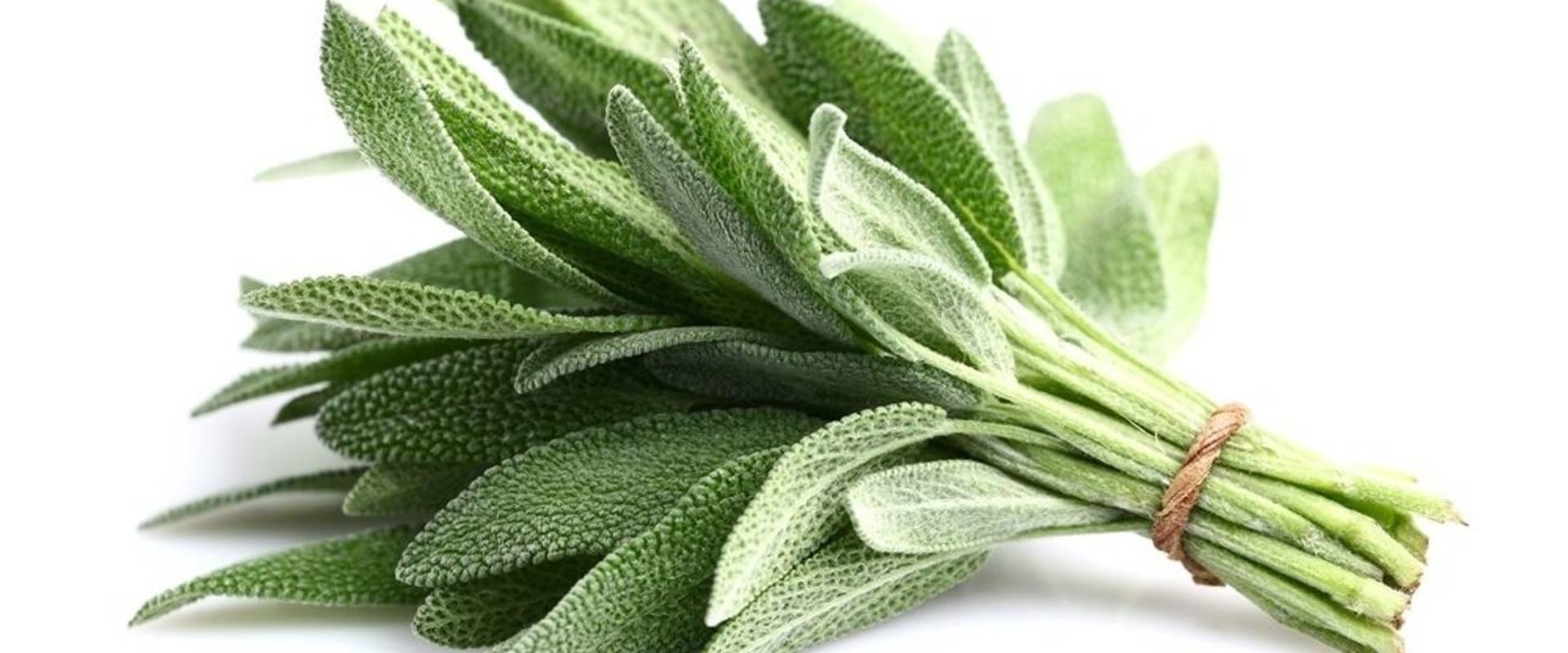 Exploring the Benefits of Sage Tea for Sweating