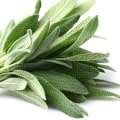 Exploring the Benefits of Sage Tea for Sweating