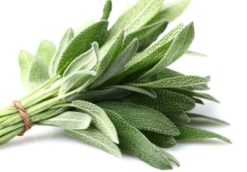 Exploring the Benefits of Sage Tea for Sweating